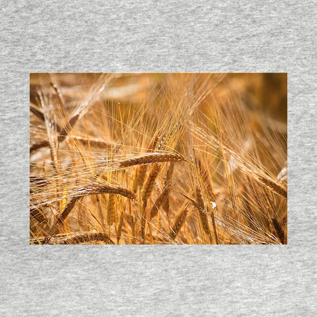 Golden Barley by Violaman